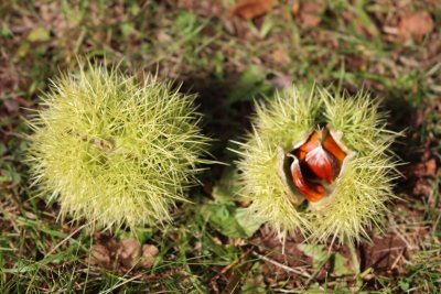 Castanea sativa 'Asplenifolia' - kaštanovník jedlý - plody